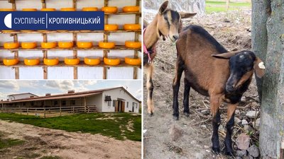 312 кіз альпійської породи на ферму завезли із Франції