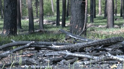 Вивозила ліс до Болгарії: контрабандистці з Черкас оголосили підозру