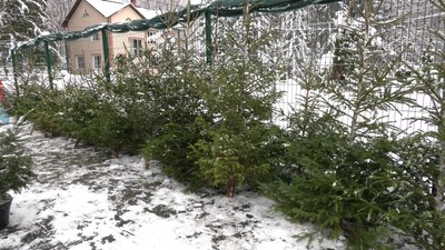 "Люди ще не всі переналаштувалися": як стартував продаж ялин та сосен на Рівненщині у 2023 році "Люди ще не всі переналаштувалися": як стартував продаж ялин та сосен на Рівненщині у 2023 році