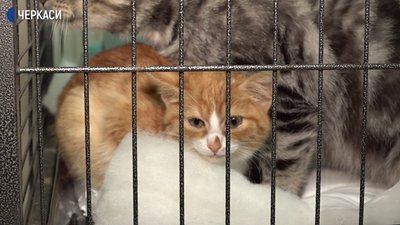 Вакансія "обіймача котів" з'явилась у черкаській ветклініці
