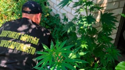Більше 100 кущів. На Дніпропетровщині затримали чоловіка, якого підозрюють у вирощуванні конопель