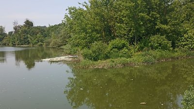 Плями на поверхні річки Тетерів – житомирські екологи взяли проби води Плями на поверхні річки Тетерів – житомирські екологи взяли проби води