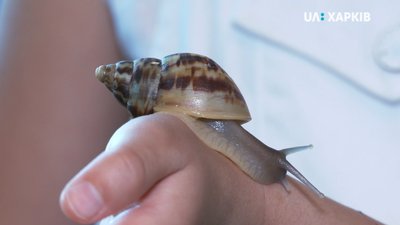 Пітони, равлики та лис: у Харкові подружжя ветеринарів доглядає сотню домашніх тварин Пітони, равлики та лис: у Харкові подружжя ветеринарів доглядає сотню домашніх тварин