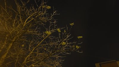 Цвітіння гіркокаштана