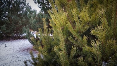 Рівненські синоптики дали прогноз погоди на 3-5 січня