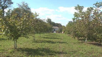 Плантація горіхів біля хати родини Гуминюків, вересень 2023. Фото: Суспільне Хмельницький Плантація горіхів біля хати родини Гуминюків, вересень 2023. Фото: Суспільне Хмельницький