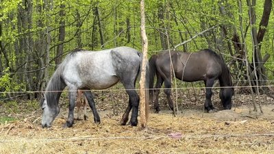 На Хмельниччині рятують аборигенну породу коней, Хмельниччина