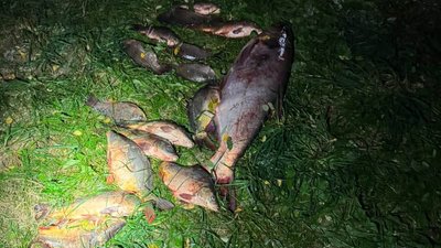 Незаконний вилов риби на Вінниччині
