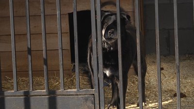 У Житомирі забезпечать кормом для тварин тих, хто підгодовує бездомних котів та собак У Житомирі забезпечать кормом для тварин тих, хто підгодовує бездомних котів та собак
