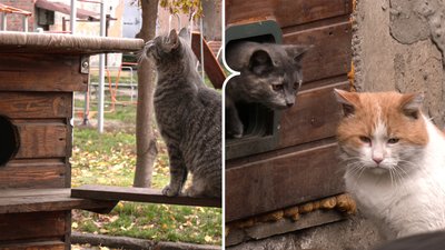будинки для котів кроп