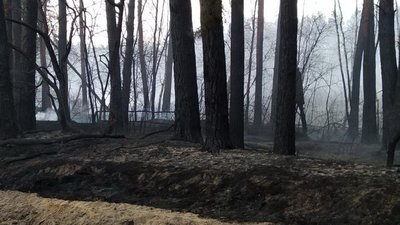 На Харківщині майже добу гасили пожежу у лісництві