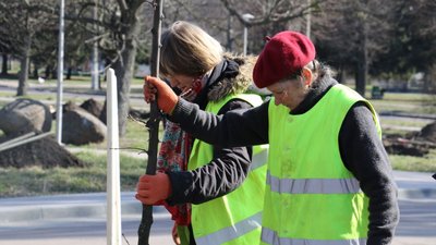 У Житомирі провели екоакцію з висадки 1000 дерев – естафету передали Миколаєву та Дніпру У Житомирі провели екоакцію з висадки 1000 дерев – естафету передали Миколаєву та Дніпру