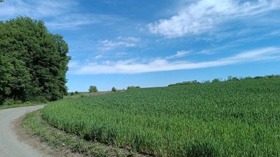 Дорога поблизу села на Хмельниччині