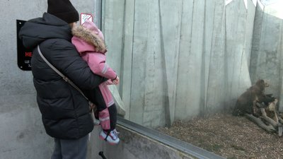 ведмеді у Черкасах ведмеді у Черкасах