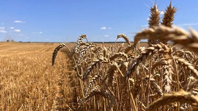 На Тернопільщині почалися жнива