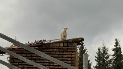 Сім'я Максим'юків виготовляє гуцульський будз Сім'я Максим'юків виготовляє гуцульський будз