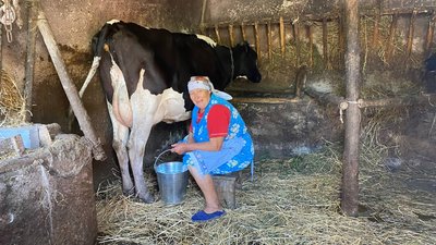 Анастасія Грищук доїть корову вручну, село Людвище Анастасія Грищук доїть корову вручну, село Людвище