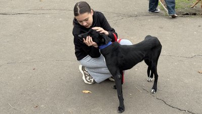 У Миколаєві шукали нових господарів котам та собакам