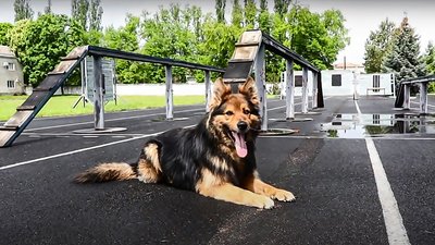 2-3 години щодня. Як тренують пошуково-рятувальних собак у Кропивницькому