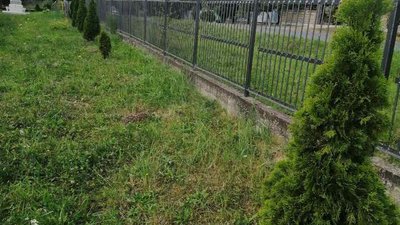 Правоохоронці затримали викрадачів туй з церковного подвір'я на Закарпатті