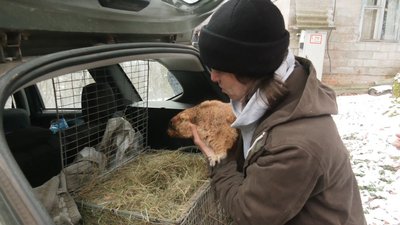 День бабака у Гайдарах, бабак тимко День бабака у Гайдарах, бабак тимко