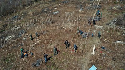 Тризуб із понад тисячі дерев. На Прикарпатті лісівники "висадили" малий Герб України