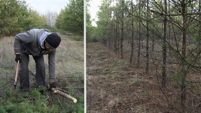 На Луганщині розпочата ялинкова кампанія