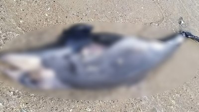 На Одещині через війну продовжують гинути дельфіни. ФОТО: Іван Русев На Одещині через війну продовжують гинути дельфіни. ФОТО: Іван Русев