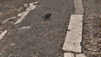 "Це травмонебезпечна дорога". У Маріуполі відремонтують тротуар для людей з інвалідністю "Це травмонебезпечна дорога". У Маріуполі відремонтують тротуар для людей з інвалідністю