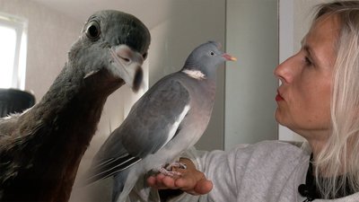 Припутні живуть у будинку у чернігівки, жінка врятувала двох диких голубів