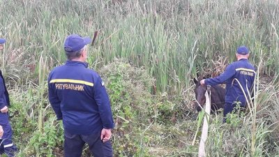 У громаді на Волині врятували коня, який три дні провів у водоймі