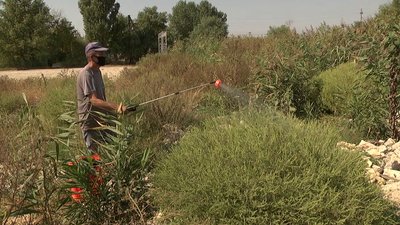 Амброзія: як у Херсоні борються з алергенним бур'яном