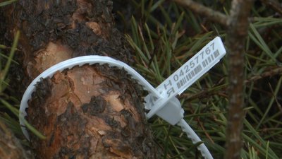 Продаж новорічних дерев у лісництвах Полтавщини: як заготовляють Продаж новорічних дерев у лісництвах Полтавщини: як заготовляють