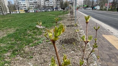 У пам’ять про загиблих воїнів їхні родини у Звягелі висадили трояндову клумбу У пам’ять про загиблих воїнів їхні родини у Звягелі висадили трояндову клумбу