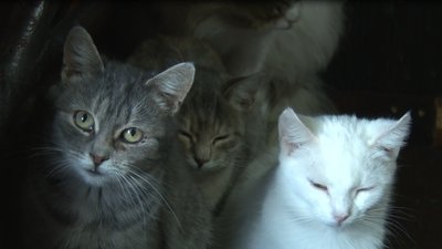 У готелі на Закарпатті живе близько сотні котів. СУСПІЛЬНЕ | ВІДЕОНОВИНИ