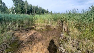 У Рівненському заповіднику старателі розмили понад 70 га. Які наслідки там фіксують У Рівненському заповіднику старателі розмили понад 70 га. Які наслідки там фіксують