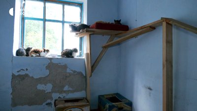 Коти, яких врятували з Херсонщини Коти, яких врятували з Херсонщини