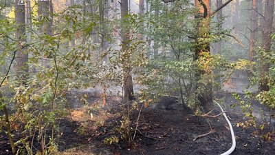 У лісі загасили пожежу, яка виникла після російської комбінованої атаки Києва