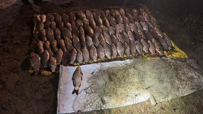 Риба, порушники, жилкова сітка