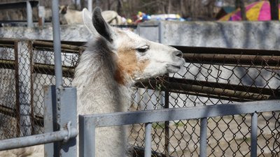 В Одеському зоопарку народилася лама В Одеському зоопарку народилася лама