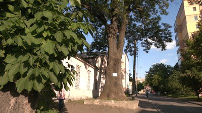 Екскурсія віковими деревами Екскурсія віковими деревами