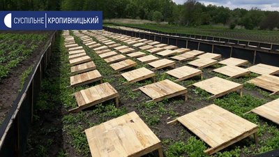 В селі Оситняжка Кропивницького району працює єдина в області равликова ферма