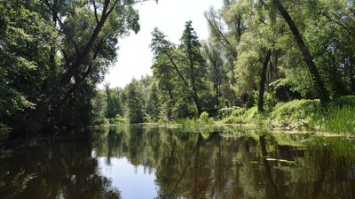 100 гектарів парку "Пирятинський" на Полтавщині незаконно передали у приватну власність