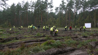 215 тисяч дерев: на Рівненщині долучились до всеукраїнської акції озеленення