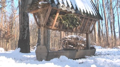 У лісах Хмельниччини побільшало звірів, а браконьєрів поменшало: яка причина У лісах Хмельниччини побільшало звірів, а браконьєрів поменшало: яка причина