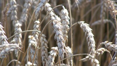 Їли гнилу картоплю, макуху та болотяну траву: жителі Великого Устя згадують Голодомор