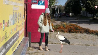 "Йому холодно на вулиці":мешканці Глухова шукають прихисток для безпритульного лелеки "Йому холодно на вулиці":мешканці Глухова шукають прихисток для безпритульного лелеки