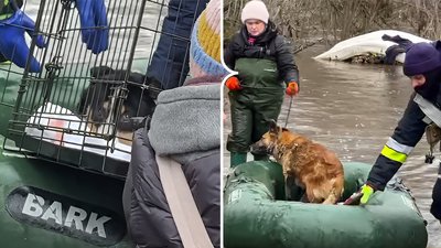 Евакуація з притулку "БІМ"