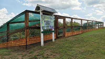 Заселили у вольєр і чекають приплід: як лісівники на Полтавщині розводять зайців-русаків Заселили у вольєр і чекають приплід: як лісівники на Полтавщині розводять зайців-русаків