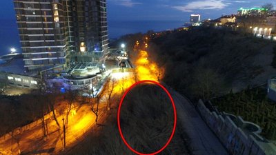Дерева на схилах Одеси спиляли незаконно, — мерія Дерева на схилах Одеси спиляли незаконно, — мерія
